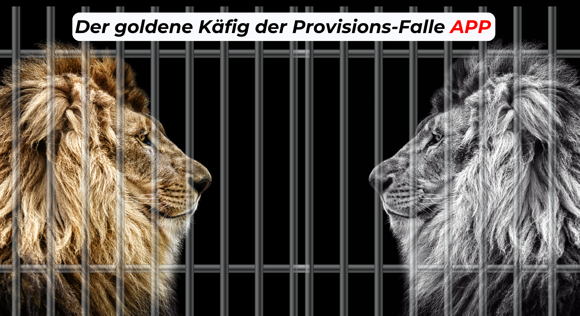 Der Gastronom: Ein Löwe im Käfig